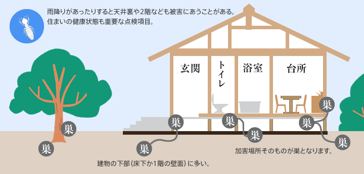 ヤマトシロアリ被害