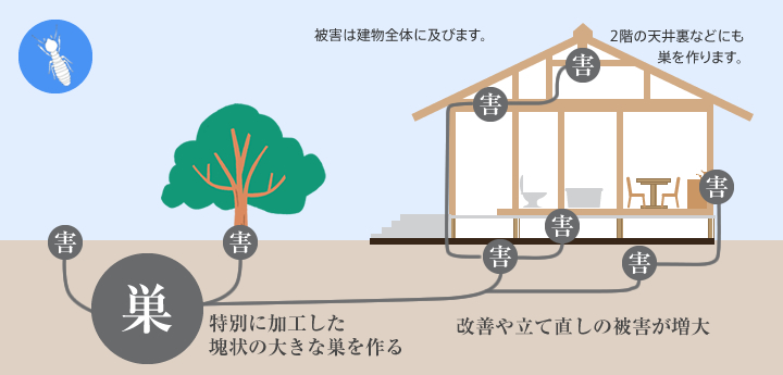 イエシロアリ被害