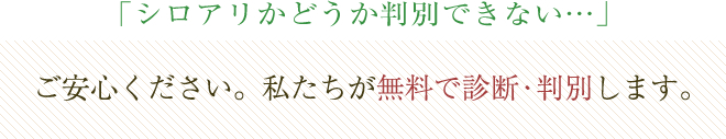 「シロアリかどうか判別できない・・・」ご安心ください。私たちが無料で診断・判別します。